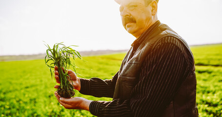 A farmer stands in a green field holding a young plant with both hands. The sun shines brightly as he reflects on his work. The surrounding landscape shows a healthy crop. © maxbelchenko