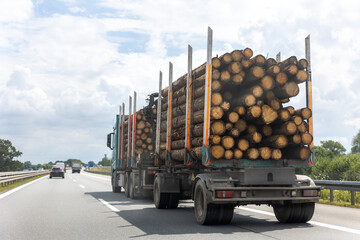 Naklejka premium Back view many long heavy industrial wood carrier cargo vessel truck trailer with big timber pine, spruce, cedar driving on highway road with blue sky background. Timber export and shipping concept