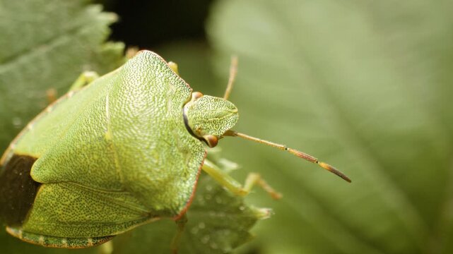 Green shield bug (Palomena prasina) on leaf, close-up in natural habitat
