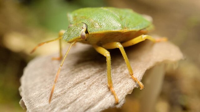 Common green shield bug (Palomena prasina) nymph crawling on a mushroom in natural environment macro video