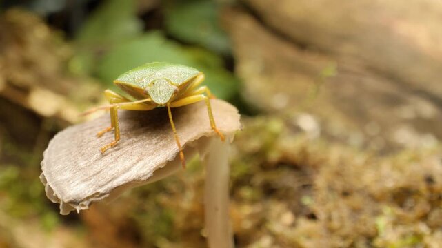 Green shield bug (Palomena prasina) nymph crawling on a mushroom in natural environment macro video	
