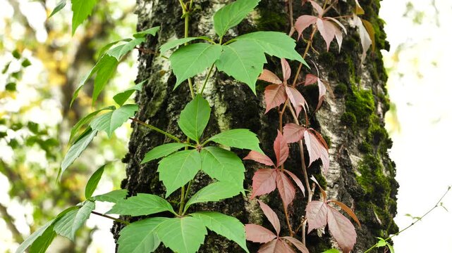 Contrasting green and red ivy leaves climbing a mossy tree trunk