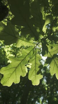 Bottom-up view of branch with oak leaves sways in wind, sunlight shining through foliage