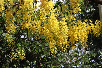 Golden Shower Tree in Bloom: A close-up shot of a Cassia fistula tree in full bloom, showcasing cascades of vibrant yellow flowers hanging from its branches against a backdrop of lush green foliage. © Putt_Sanplee