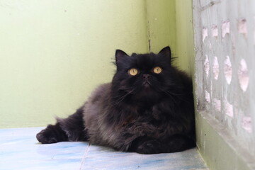 Majestic Persian Cat: A stunning black Persian cat with fluffy fur and striking golden eyes poses gracefully, exuding an air of regal charm and feline elegance. © Putt_Sanplee