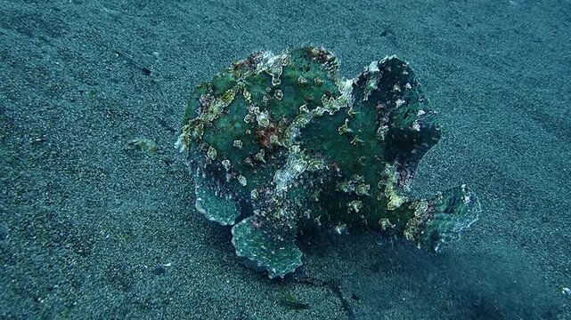 Giant Frogfish Walking on Seafloor Using Fins in Camouflage