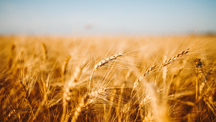 Wheat plants stand tall in an open field. Sunlight shines brightly in the background, creating a warm tone and illuminating the plants. A clear sky enhances the scene. © maxbelchenko