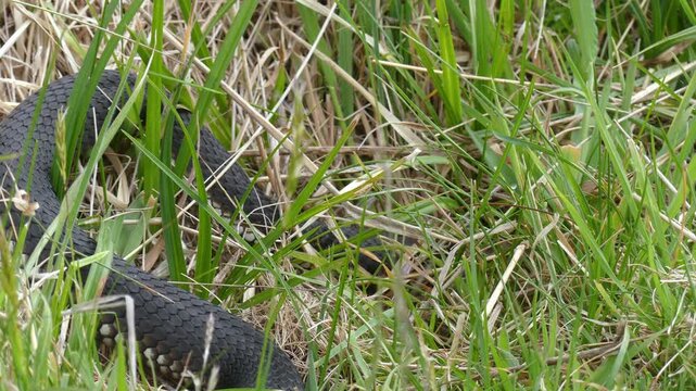 Australian Highland Copperhead black snake hunting prey flicking tongue in grass