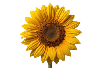 Fototapeta premium Sunflower blooming against a transparent background, its yellow petals radiating around a deep brown seed head