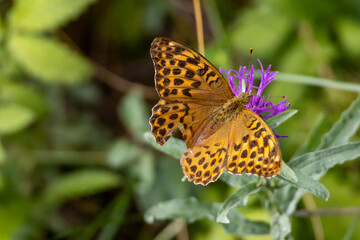 Obraz premium Orange butterfly with black spots pollinating a vibrant purple flower