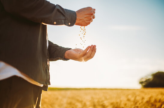 A person stands in a field at sunset. They hold grains in their hands, showing a connection to the land. The sun shines brightly in the background.