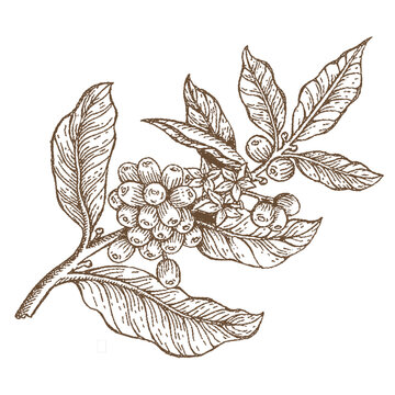 Vintage coffee leaves illustration with natural botanical style, perfect for coffee branding, packaging, and organic design themes