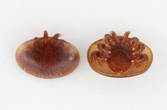 Varroa mite (Varroa destructor, Varroa jacobsoni), blood-sucking parasite of honey bee. High magnification and visible details.
