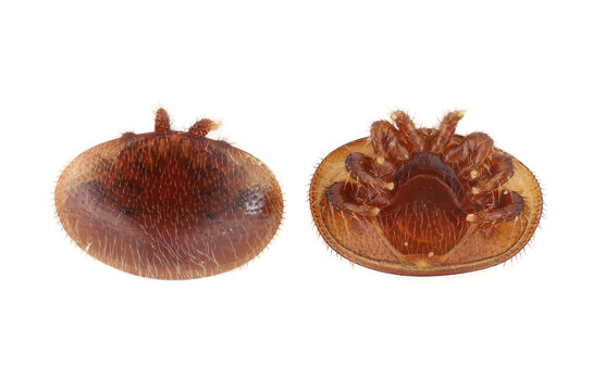 Extreme magnification of Varroa destructor (Varroa mite). External parasitic mite that attacks and feeds on honey bees and is one of the most damaging honey bee pests in the world.