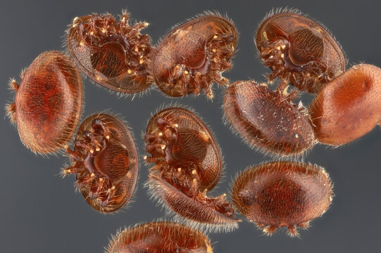 Varroa mite (Varroa destructor, Varroa jacobsoni), blood-sucking parasite of honey bee. High magnification and visible details.