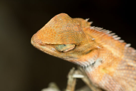 Resting oriental garden lizard with closed eye macro wildlife portrait
