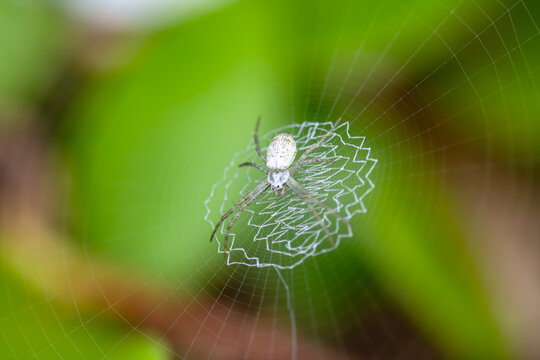 Argiope spider on orb web with zigzag stabilimentum macro close up