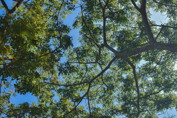 Obraz premium Green Tree Canopy with Sunlight and Blue Sky Nature Background