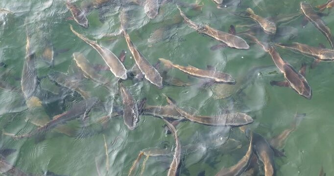 Underwater view of shoal of sardine fish swimming in sea in sun shine, High quality FullHD footage