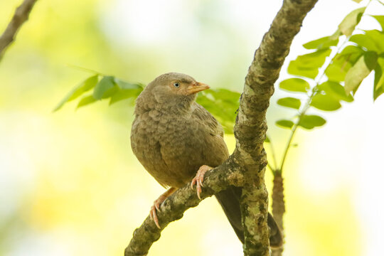 Yellow-billed babbler bird from srilanka