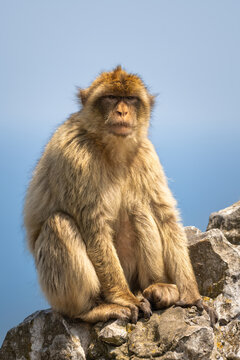 Barbary Macaque (Macaca sylvanus)