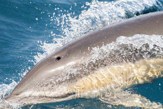 Common Dolphin (Delphinus delphis)