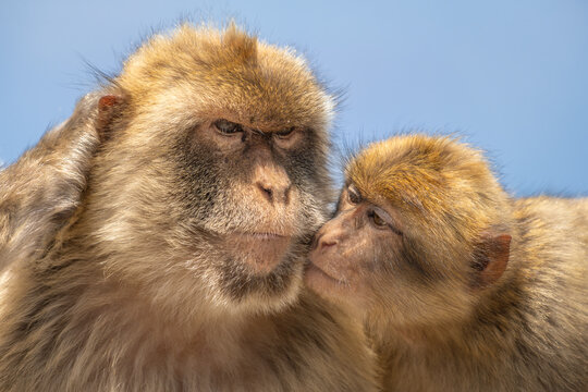 Barbary Macaque (Macaca sylvanus)