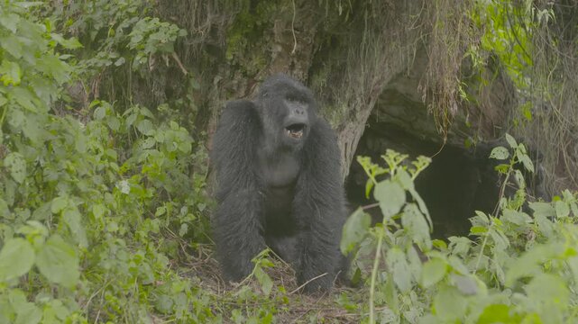 Berggorilla steht vor Riesenbaum und zeigt Z&auml;hne