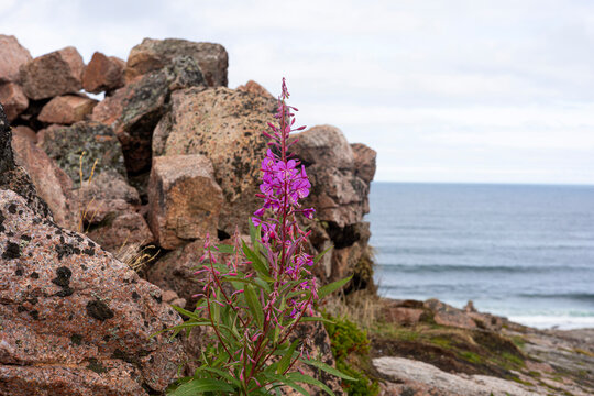 Rocky coastal cliff with pink flowers and sea view, scenic nature landscape, travel exploration mood. Murmansk, Teriberka, Barents Sea