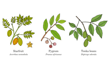 Fototapeta premium Collection of edible and medicinal plants. Hand drawn botanical vector illustration