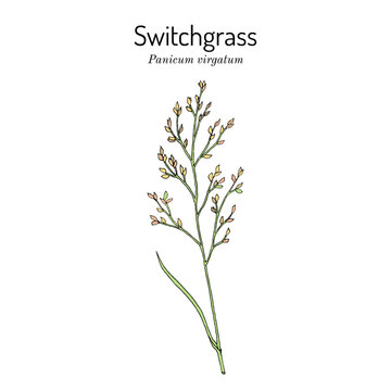 Switch Grass (Panicum virgatum), bio-fuel plant. Hand drawn vector illustration