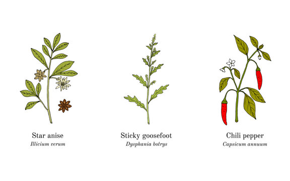 Collection of edible and medicinal plants. Hand drawn botanical vector illustration