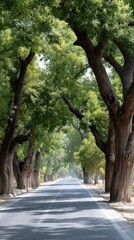 Obraz premium A road runs through a rural area with trees on both sides, bushes at the edges, and a car passing in the distance on a sunny day