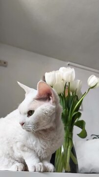 Curious white Devon Rex kitten sitting on a small table beside a vase of fresh white tulips, gently looking around in a bright minimalist room. vertical