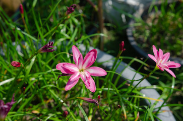 Fototapeta premium The lotus flower patch is located in the backyard garden.