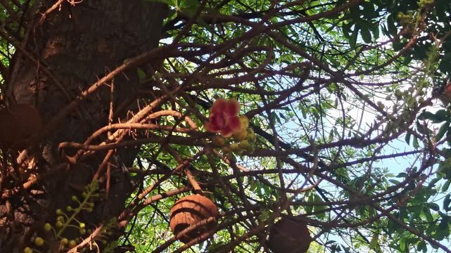 Cannonball tree flowers, Salalangka, in the garden.
