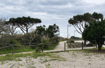 Fototapeta premium Boardwalk into the trees from the beach
