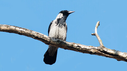 crow on a branch © lazalnik