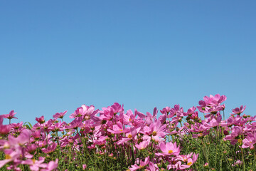 Fototapeta premium Pink cosmos flowers under a clear blue sky.