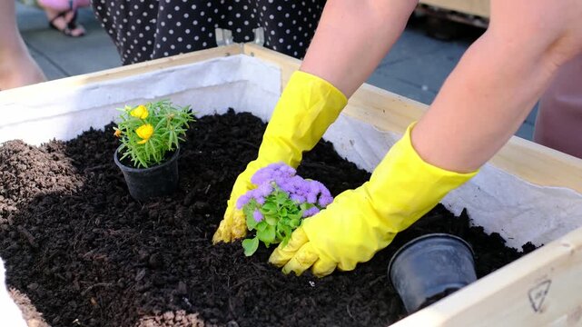 City Sustainability, Hands in yellow gloves plant flowers in wooden crates on city rooftop. Urban gardening community grows herbs and vegetables like mint and tomatoes in sustainable environment.