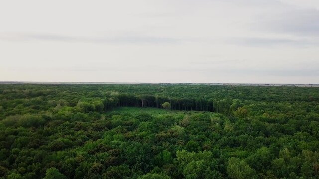 Aerial view of deforestation showing a rectangular clear-cut area with a single tree left in the middle of a green forest