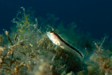 Fototapeta premium Striped Observer: A Roux's Blenny (Parablennius rouxi) resting on a rocky substrate, Tamariu, Spain