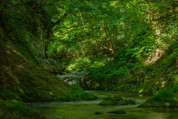 Obraz premium 福島県南会津町・新緑の渓流で初夏の清涼感あふれる風景