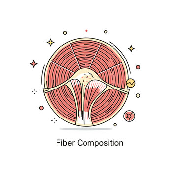 Muscle structure cross section detail showing a compact circular diagram of layered muscle fibers arranged in parallel lines, representing biological structure
