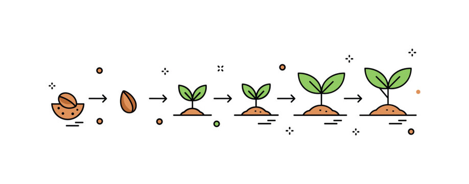 Seedling transformation timeline illustrated by a horizontal sequence of stages with subtle arrows connecting each phase from buried seed to young tree. The