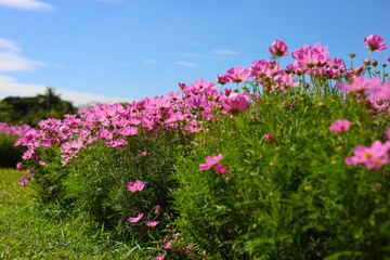 Obraz premium Pink cosmos flowers blooming in a sunny garden with blue sky