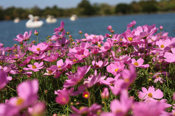 Obraz premium Pink cosmos flowers blooming in a sunny garden with blue sky