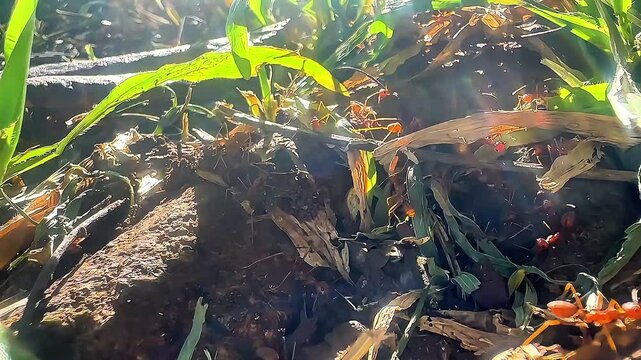 A high-angle macro shot of a red weaver ant colony swarming over a mix of fresh green and dry brown leaves in a tropical forest, showcasing natural insect behavior and teamwork.