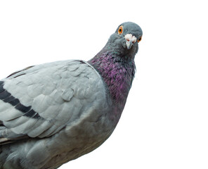 pigeon isolated on transparent png background. homing pigeon. funny looking at camera	