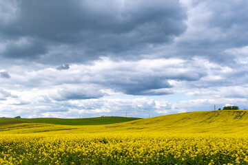 Obraz premium Golden Canola Field Under Dramatic Storm Clouds Over Rolling Prairie Landscape At Springtime